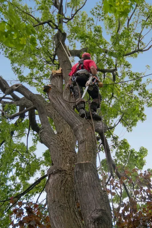 A man is climbing a tree with a chainsaw.