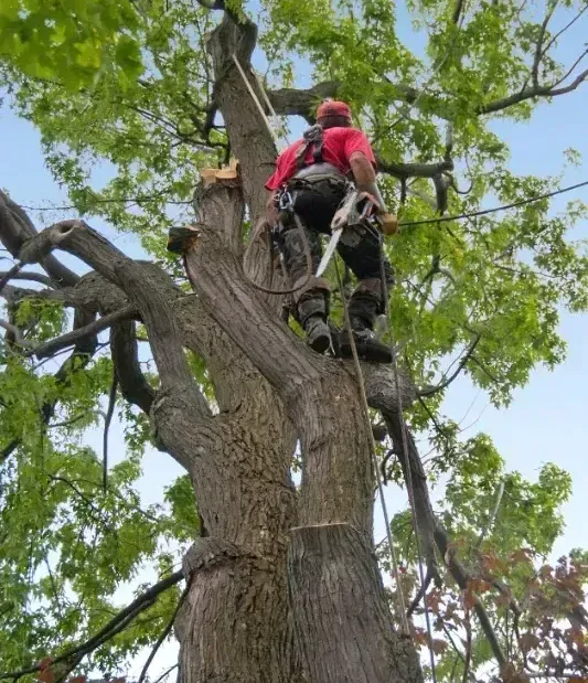 A man in a red shirt is climbing up a tree