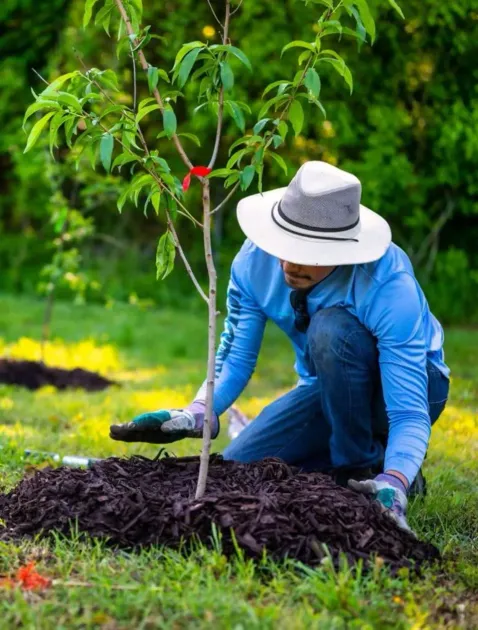 A man in a hat is kneeling down to plant a tree.