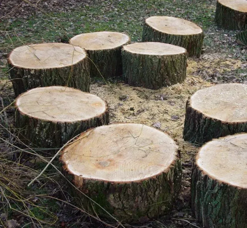 A bunch of tree stumps are sitting on the ground