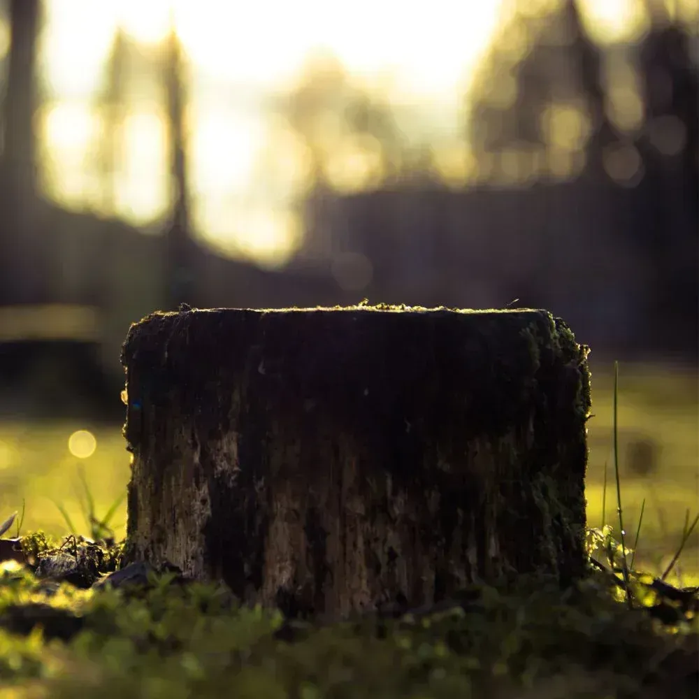 A close up of a tree stump in the grass.