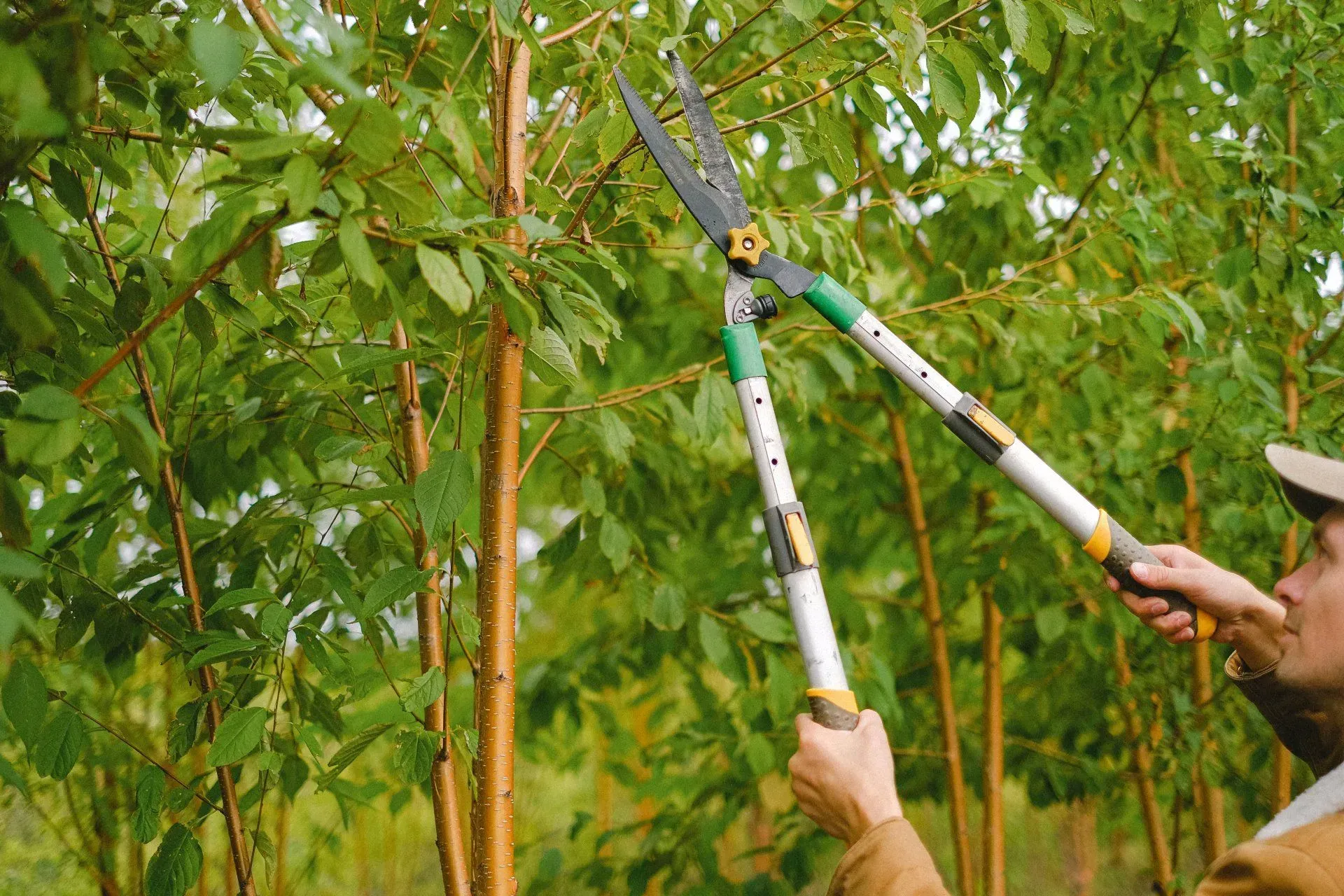 A man is trimming a tree with a pair of scissors.