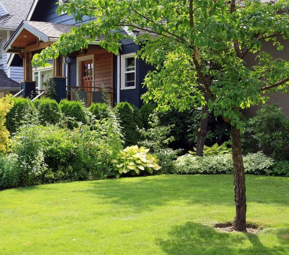 A house with a lush green lawn and a tree in front of it