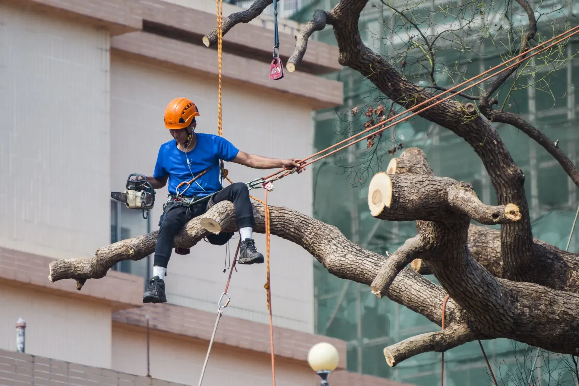 A man is sitting on a tree branch in front of a building.