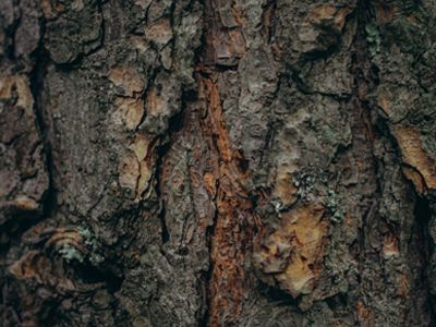 A close up of the bark of a tree trunk.