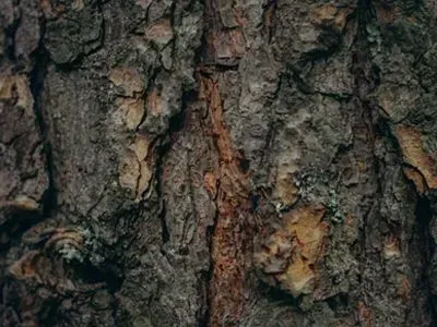 A close up of the bark of a tree trunk.