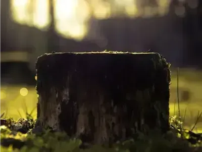 A close up of a tree stump in the grass