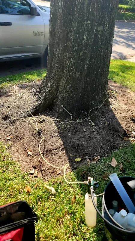 A tree trunk with a bucket and bottles attached to it.