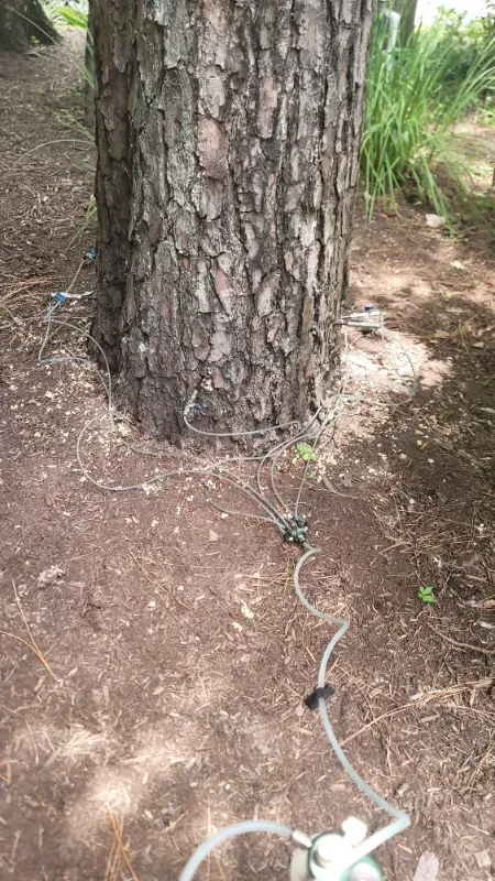 A tree trunk with a hose attached to it.
