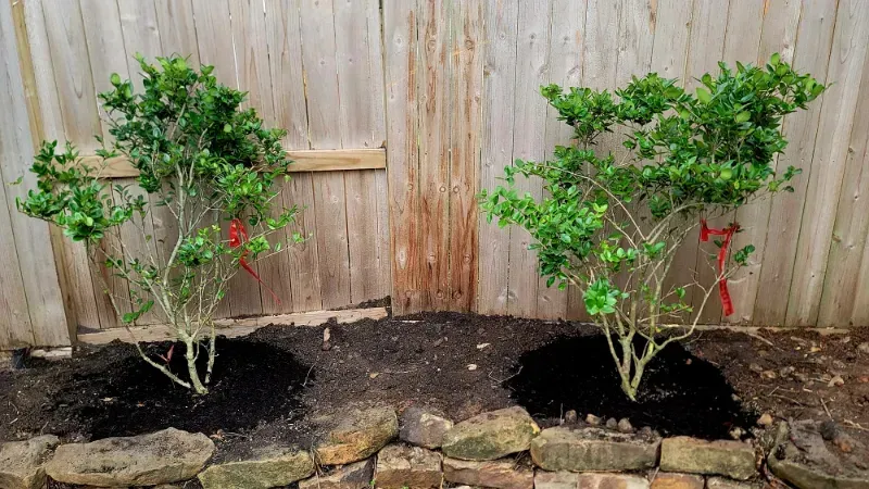 Two trees are sitting next to each other in front of a wooden fence.