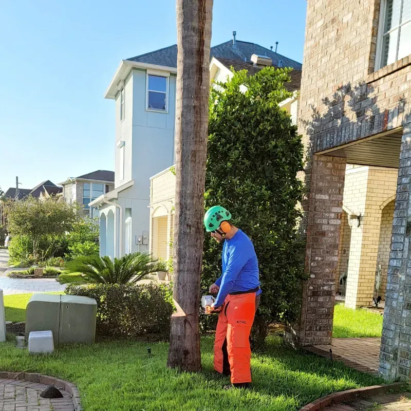 A man is cutting a palm tree with a chainsaw in front of a house.