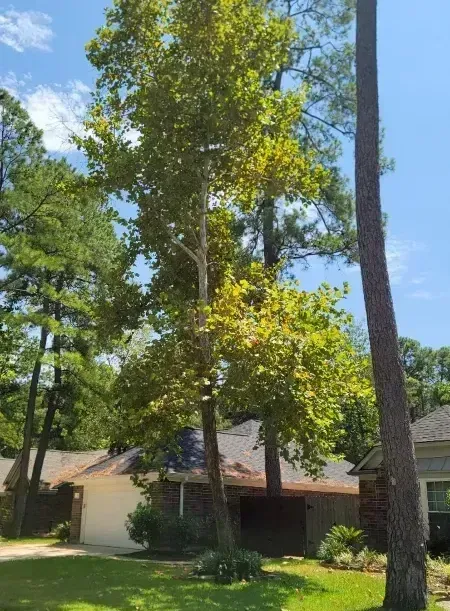 A house with a lush green lawn and a tree in front of it