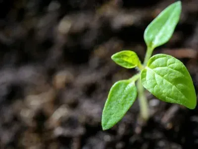 A small green plant is growing out of the ground.