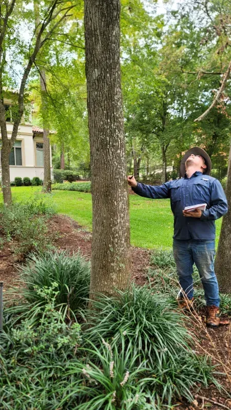 Man points to a tree in a yard. He wears a hat, jeans, and a blue shirt, with greenery in the foreground and a house in the background.