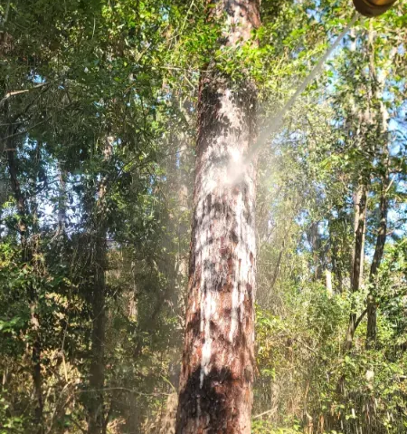 Tall tree trunk being sprayed with liquid in a sunny forest.