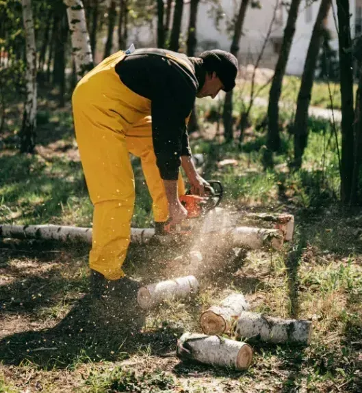A man is cutting a tree with a chainsaw in the woods.
