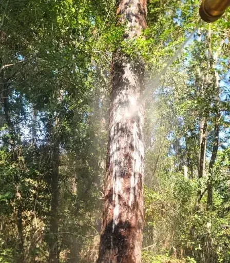 A man is standing next to a tree in a yard.