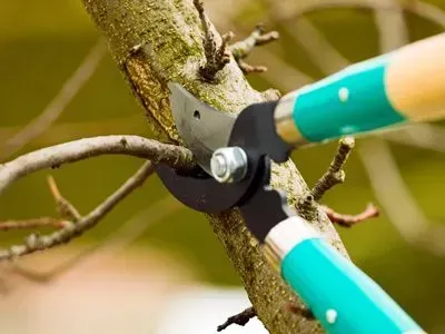 A person is cutting a tree branch with a pair of scissors.