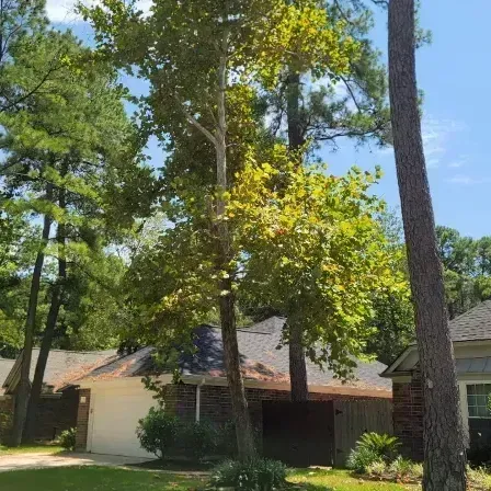A house with a garage and a tree in front of it