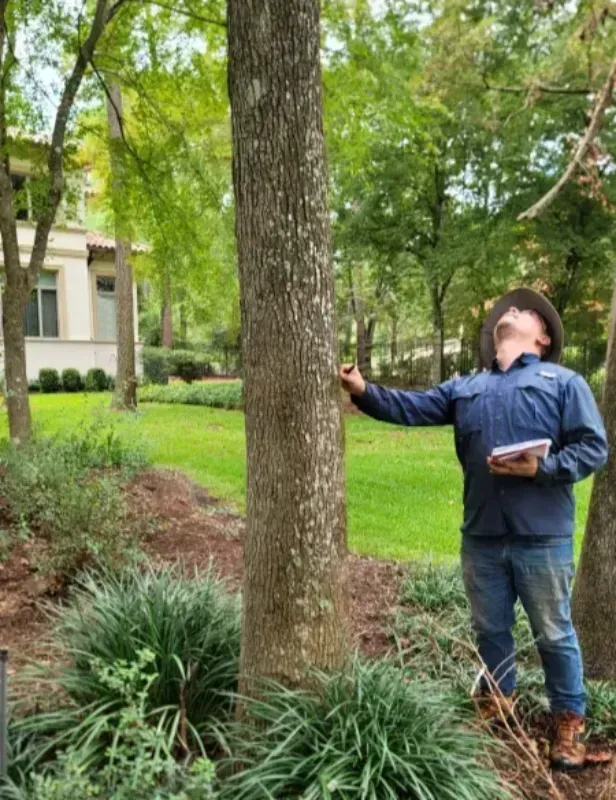 A certified arborist isa logo with an oak leaf