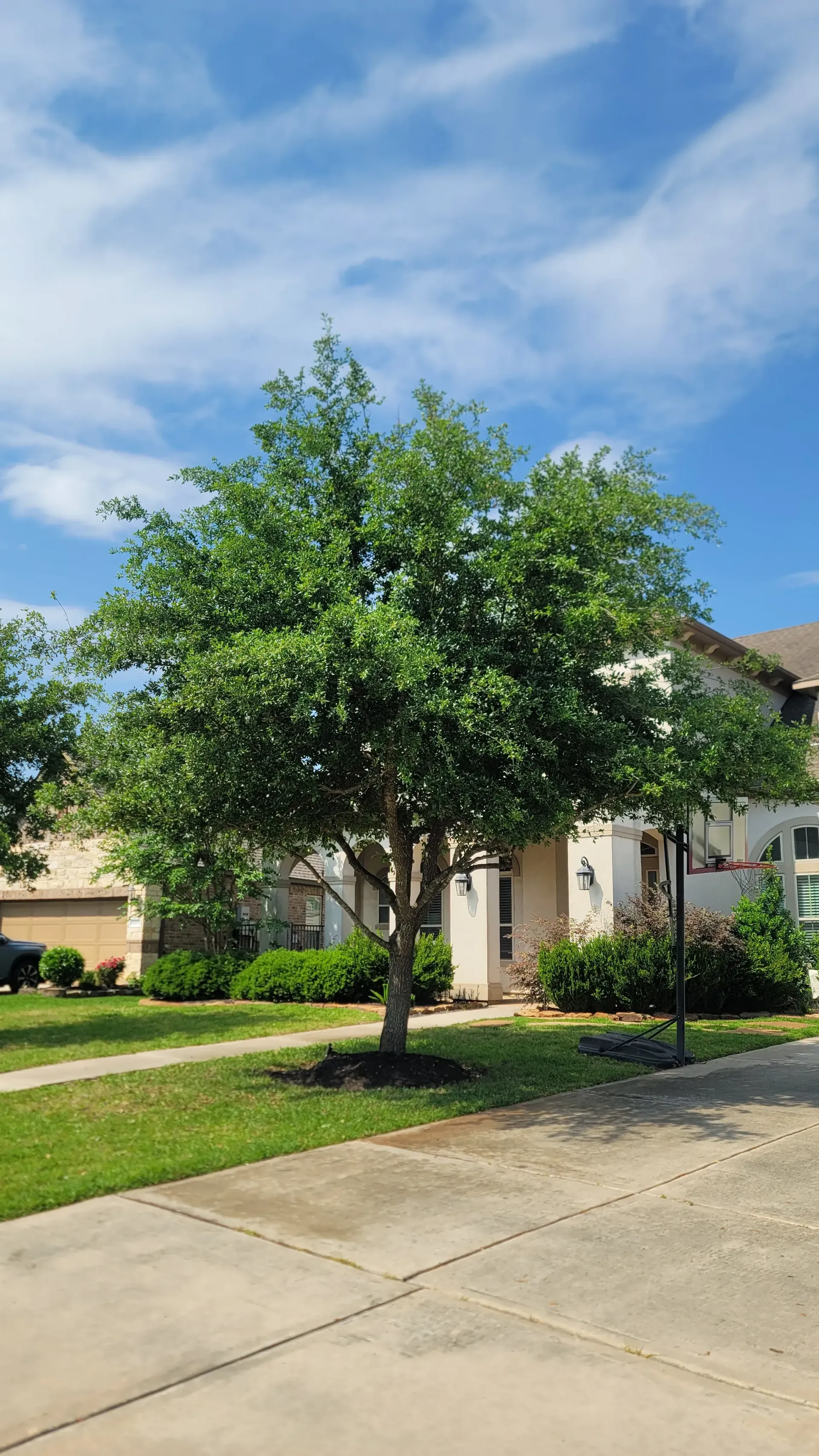 Green tree in front of a beige house under a blue sky with some clouds.