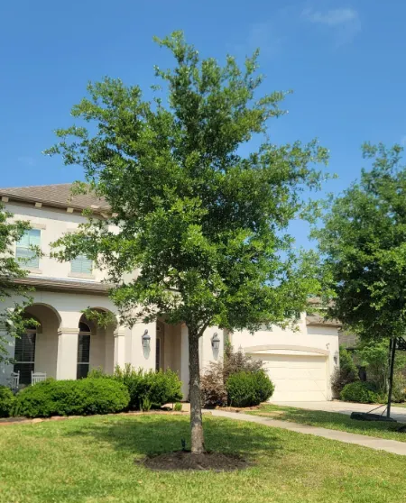 A green tree in front of a beige house on a sunny day with a blue sky.