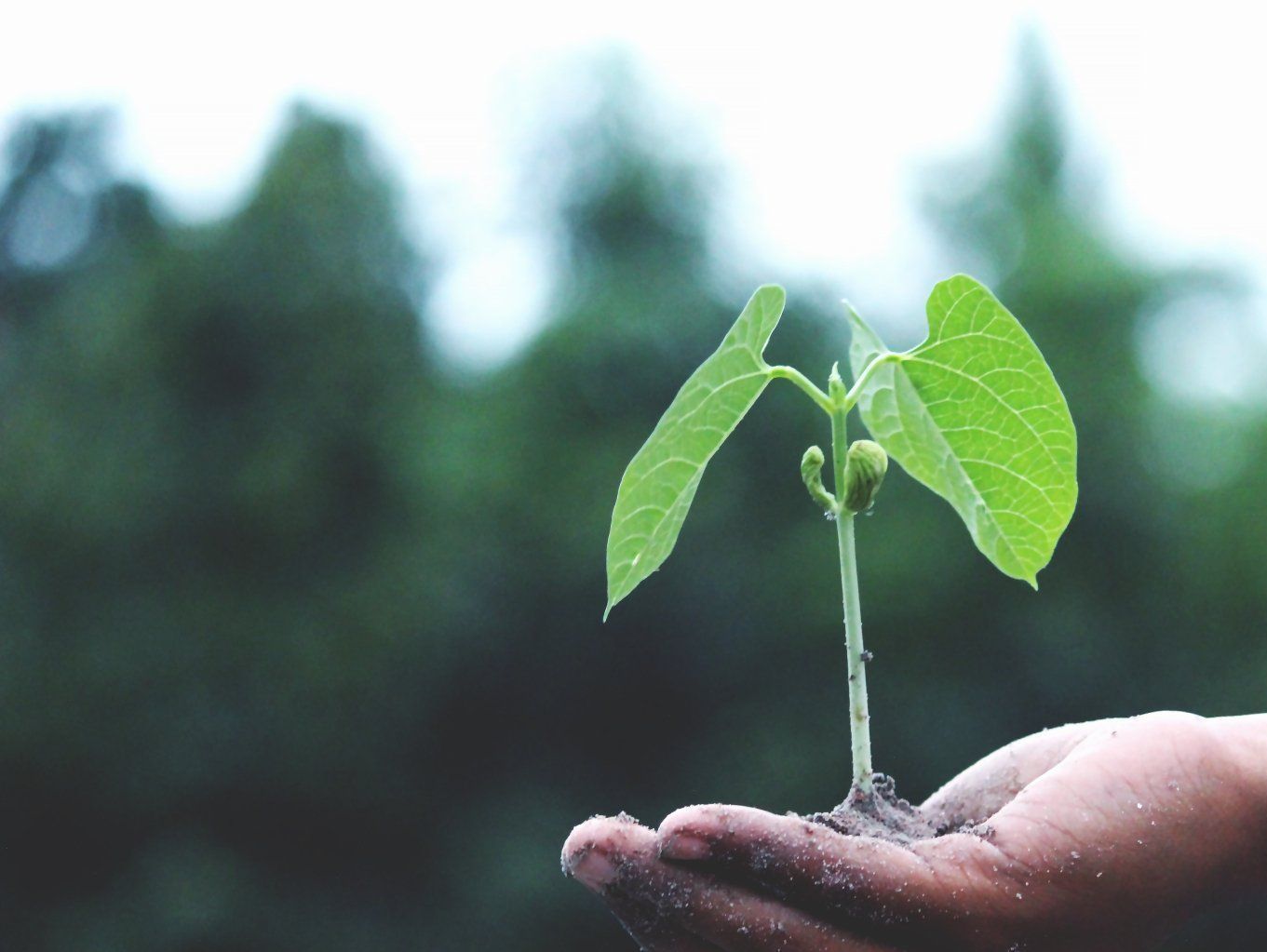 A person is holding a small plant in their hands.