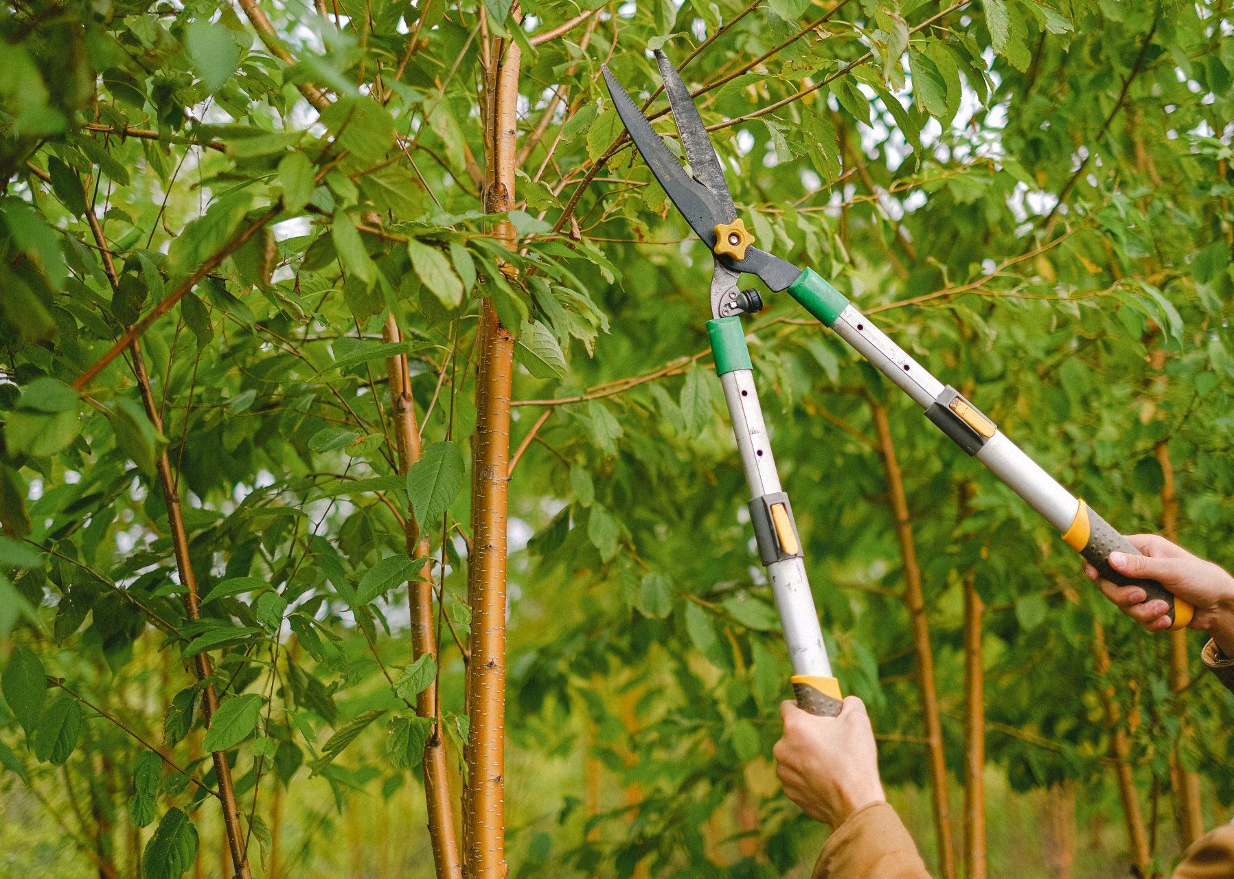 A person is cutting a tree with a pair of scissors.