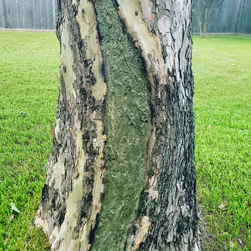 Tall tree trunk being sprayed with liquid in a sunny forest.
