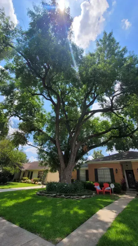 A large tree in front of a house on a sunny day.