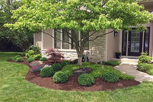 Plant supply for landscaping