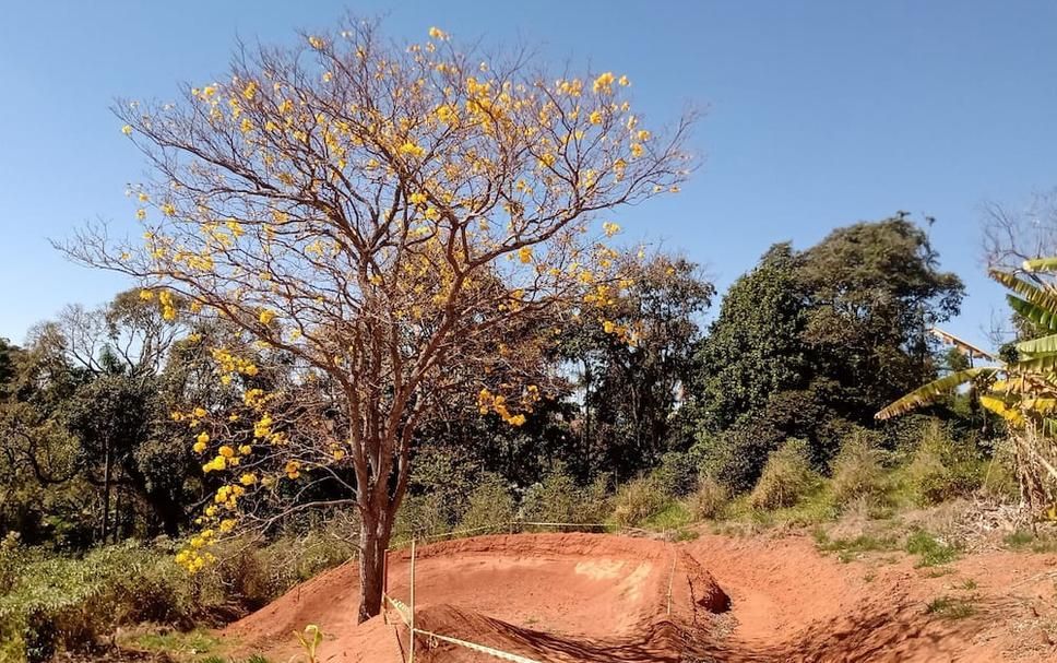 Árvore com flores amarelas em um barranco marrom-avermelhado, tendo como pano de fundo árvores verdes e um céu azul.