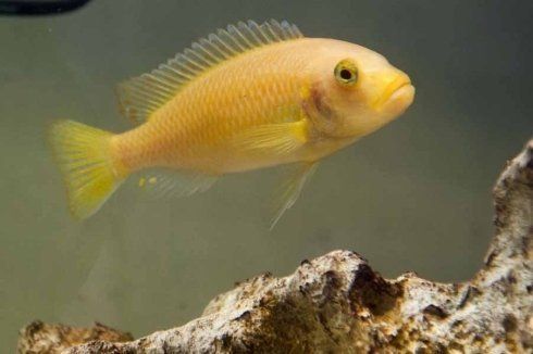 pesce da acquario giallo