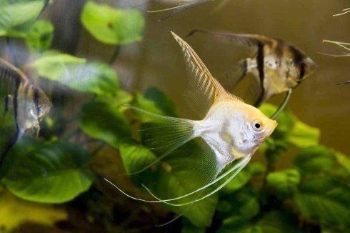 pesce chiaro a forma triangolare