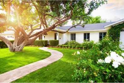 Beautifully landscaped and up kept front yard in Oxnard, Ca.  Large trimmed tree and white house in background.