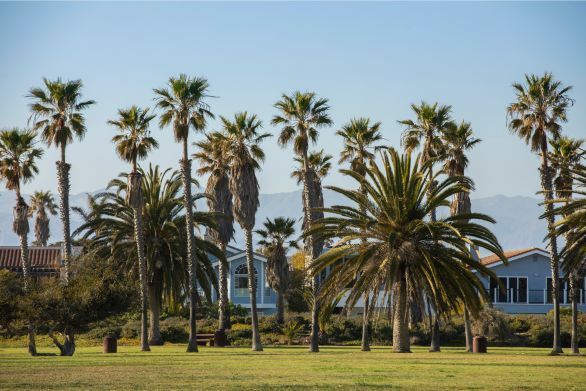 A dozen or more large palm trees out in an open grass yard with manufactured homes in the background in Oxnard, Ca.