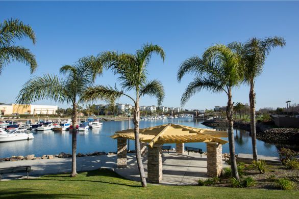 Perfectly trimmed small palm trees 
next to a concrete public patio overlooking the boat canals in Oxnard, Ca.
