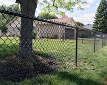 A chain link fence surrounds a lush green yard in front of a house.