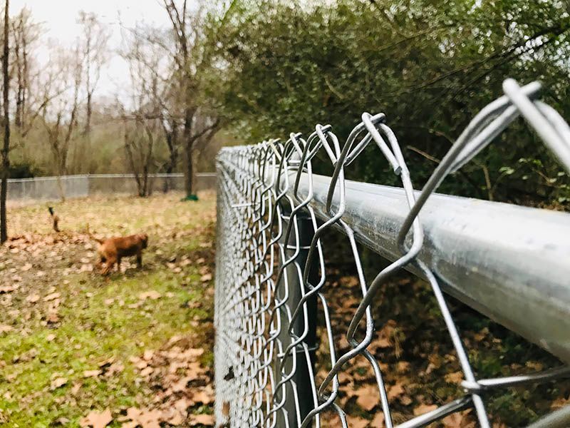 A chain link fence with a dog in the background.