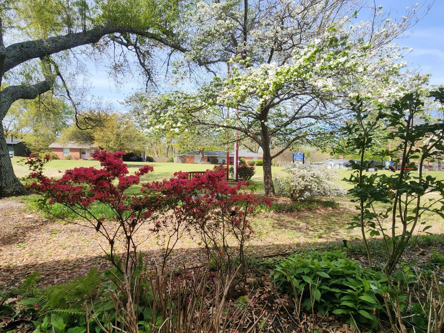 Lush yard with red and green bushes, flowering trees, and a distant brick house.