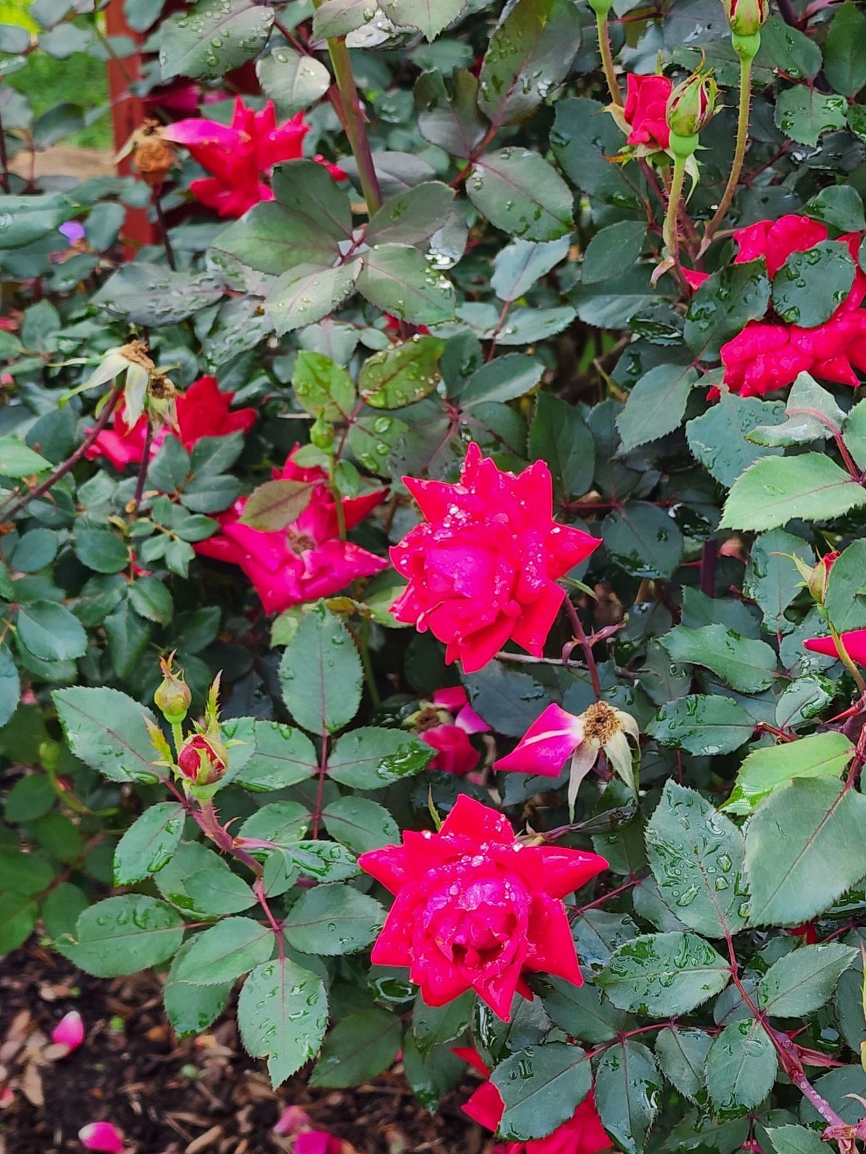 Red roses blooming on a bush with green leaves and buds, outdoor setting.