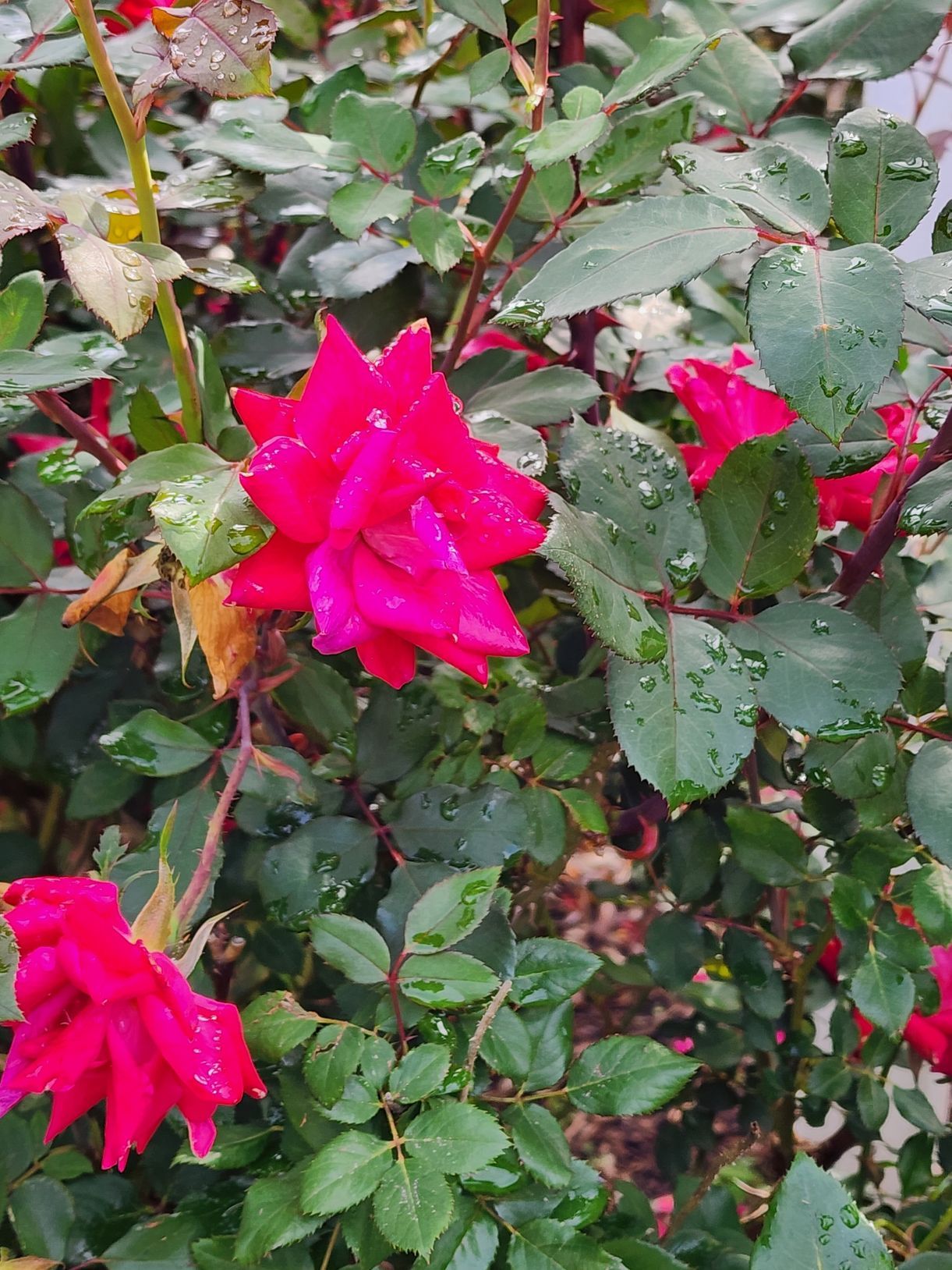 Red roses with water droplets on green leaves.