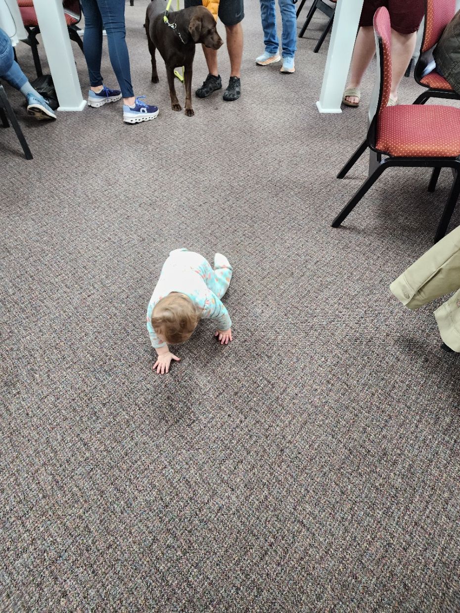 Baby crawling on carpet, brown dog and people in background.