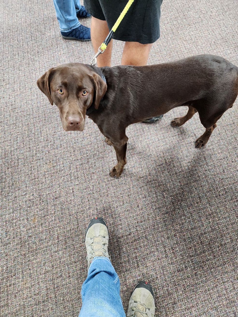 Brown dog on leash looking towards the camera. The dog stands on carpet with person's feet in foreground.