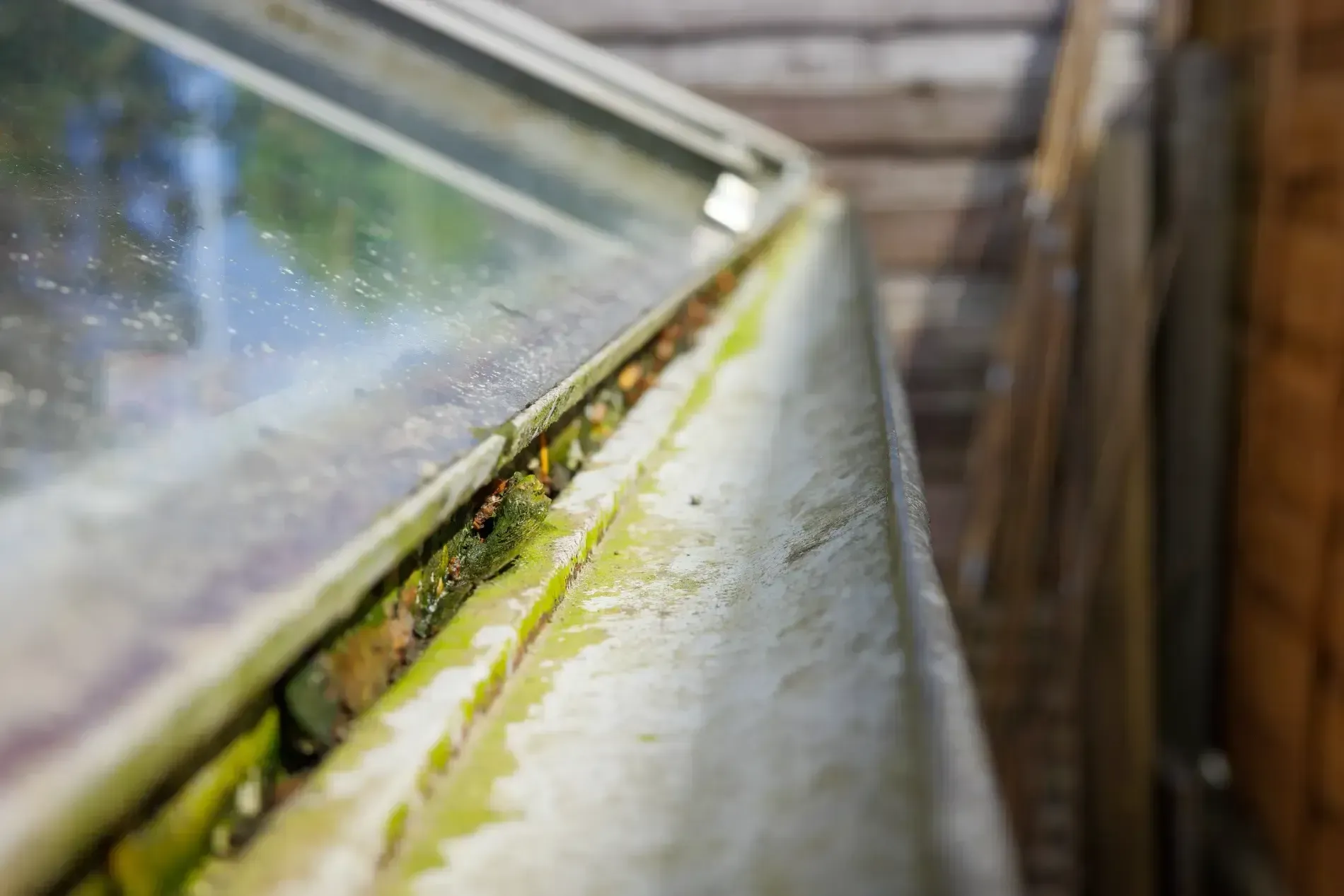 Close-up of a dirty, mossy greenhouse frame with glass panels.