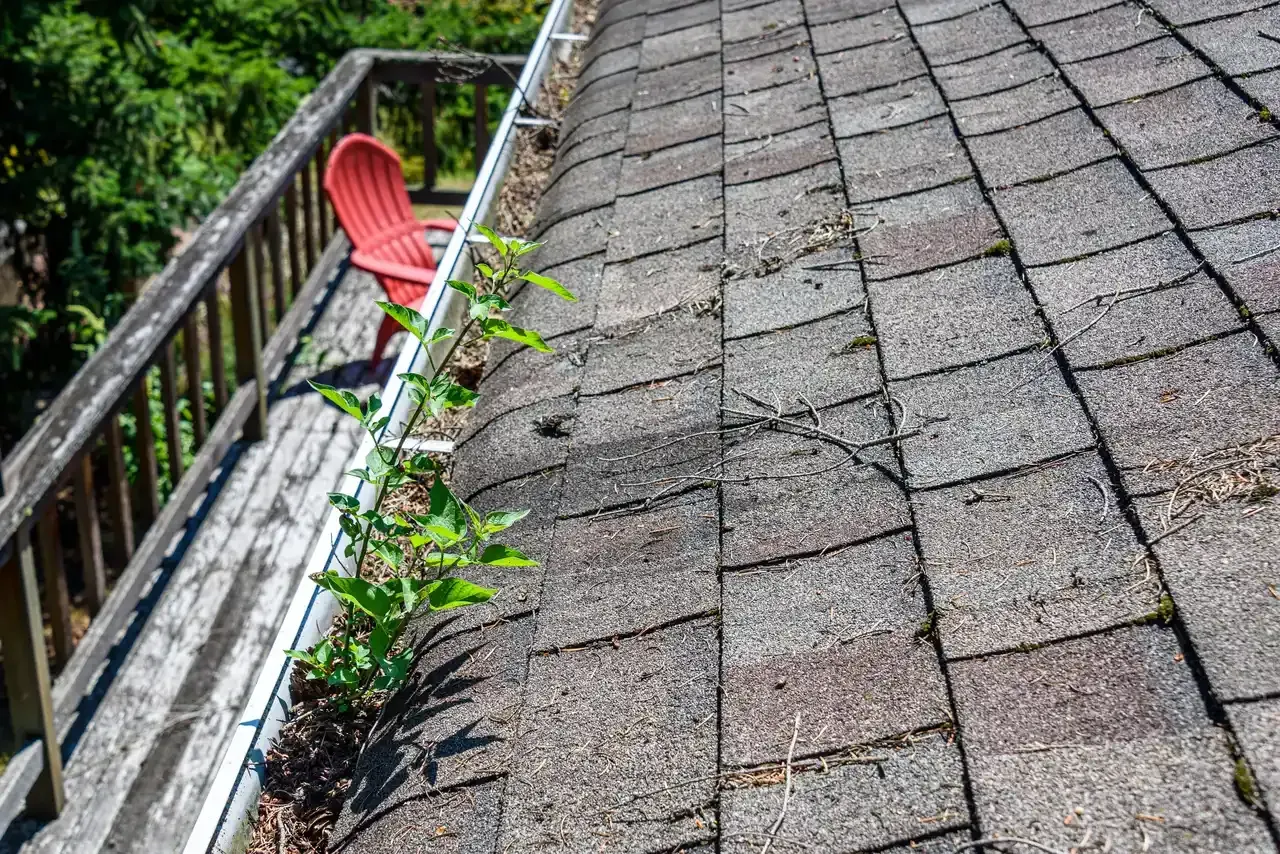 Roof shingles with green weeds growing in the gutter next to a wooden deck.
