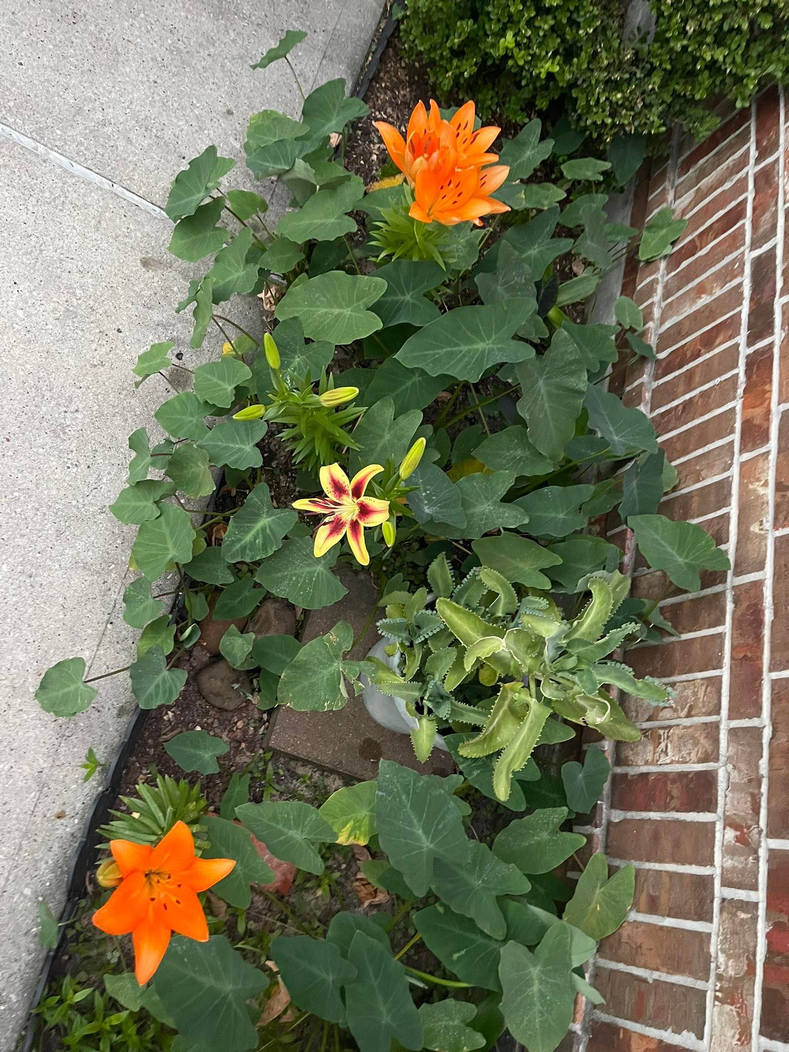 Flowers with orange and yellow blooms growing next to a brick wall.