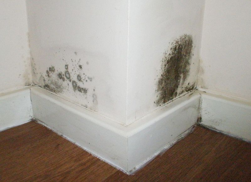 Mold and water damage on white interior wall above baseboard in a corner, with dark stains and peeling paint