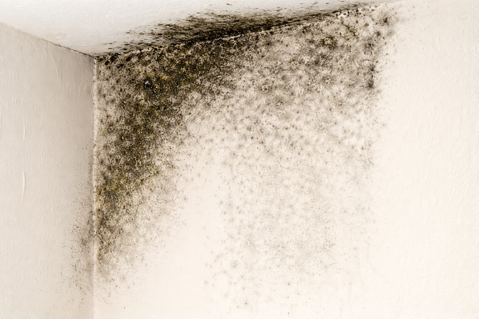 Black mold growth spreading across a white wall and ceiling corner.