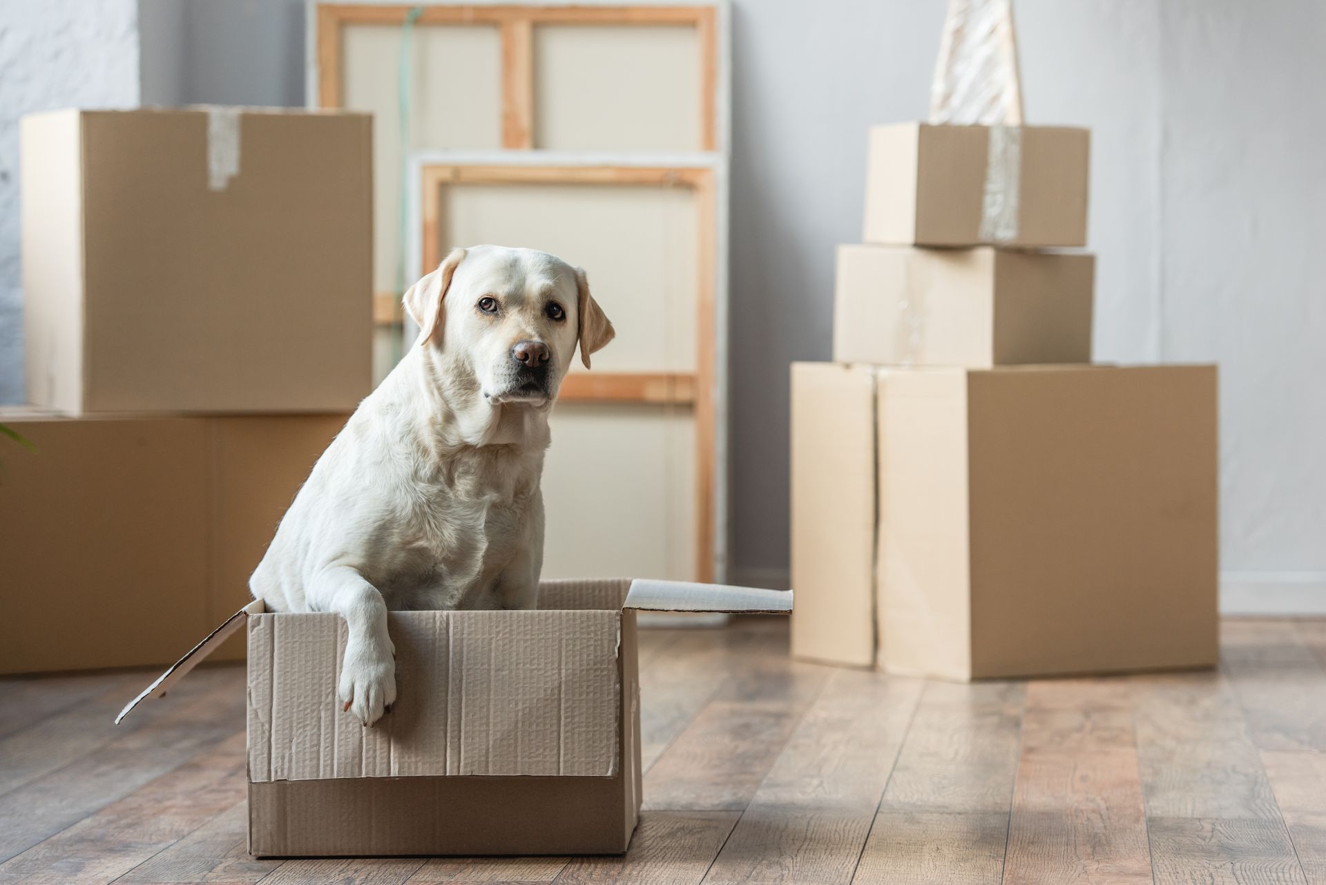 A dog sitting in a cardboard box in a new house.